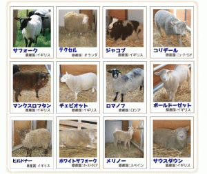 羊種類